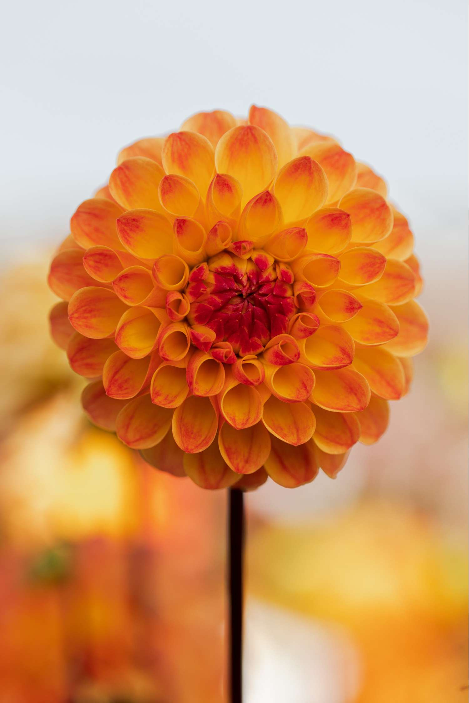 Daalia 'Jowey Chantal'